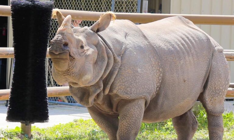 cfl zoo 09 768x461